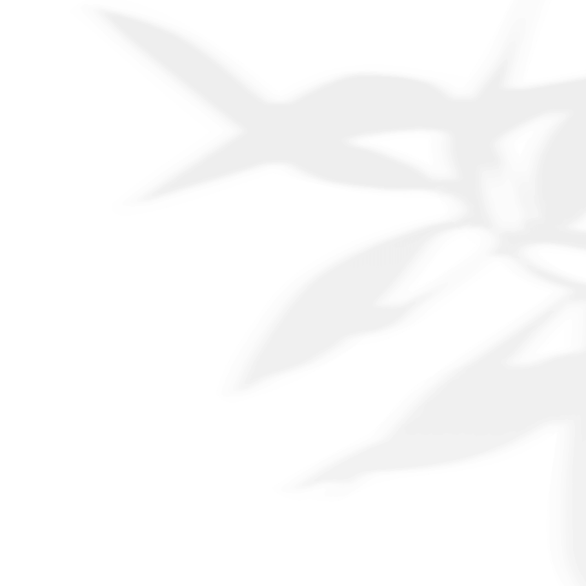 https://calliopewedding.com/wp-content/uploads/2020/11/shadow_leaves_03.png